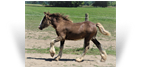 ~Northern Lights Athena~ '18 Smoky Black Filly by Charlie - OH